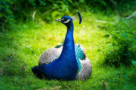 Stubenberg am See, Styria - Austria 07.08.2018: Peacock bird in zoo Austria Steiermark Herberstein Styria tourist destination Stubenberg am Seeの写真素材