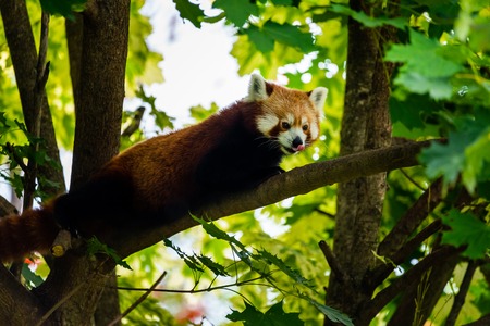 Stubenberg am See, Styria - Austria 07.08.2018: Red panda on tree in zoo Austria Steiermark...
