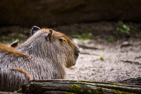 Stubenberg am See, Styria - Austria 07.08.2018: Capybara animals in Herberstein tierpark Austria...