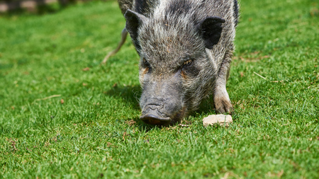 Stubenberg am See, Styria - Austria 07.08.2018: Wild Pig in zoo Austria Steiermark Herberstein Styria tourist destination Stubenberg am Seeの写真素材
