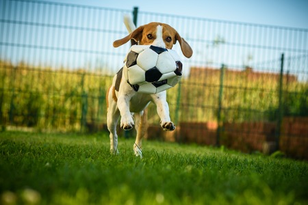 Dog beagle purebred running with a football ball in park outdoors towards camera summer sunny day on green grassの写真素材