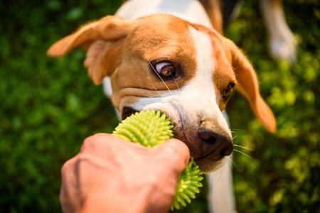 Tug of war with beagle dog on a grass in sunny summer day posterの写真素材