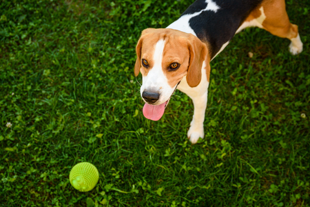 Beagle dog on grass looking up towards camera with tongue out after playing with ball summer day backgroundの写真素材
