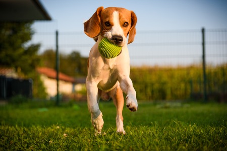 Dog beagle purebred running with a green ball on grass outdoors towards camera summer sunny day on green grassの写真素材