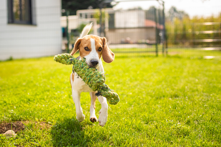 Beagle dog fun in garden outdoors run and jump with knot rope towards camera. Sunny summer dayの写真素材