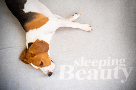 Dog tired sleeps on a couch. Funny pose, looking at camera. Beagle on sofa.の写真素材