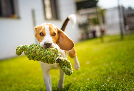 Beagle dog fun in garden outdoors run and jump with knot rope towards cameraの写真素材