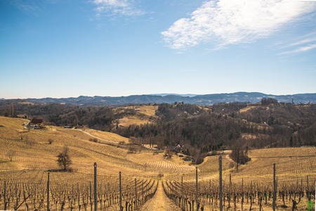 Austria - Slovenia border. Vineyards Sulztal, Leibnitz area south Styria wine street, wine country. March before .seasonの写真素材