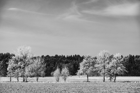 Black and white winter landscape. Frost on trees and grass. Forest in distanceの写真素材