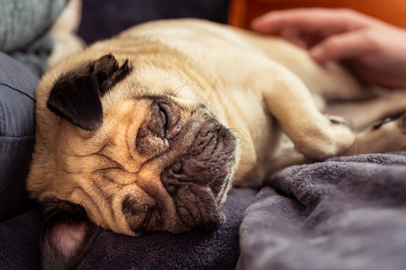 Close up face of Cute pug dog sleeping rest in sofa, couchの写真素材