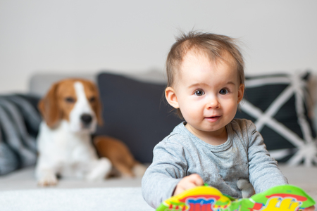 Baby with a Beagle dog in home. Family friendly dog in house. Dog lie on sofa in background and baby looking towards camera.の写真素材