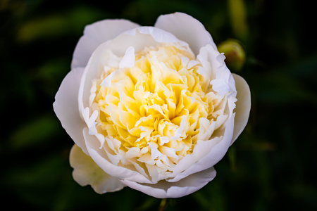 Yellow - white flower, contrast photo of plant. Backgroundの写真素材