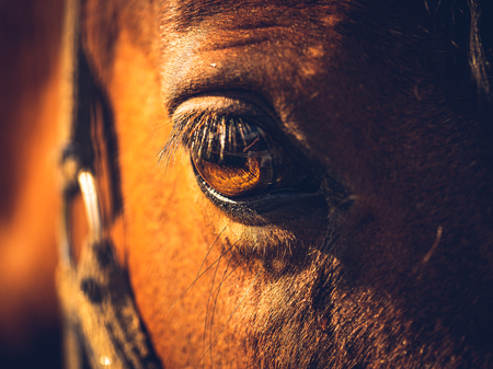 Close up of brown horse eye on sunny dayの写真素材