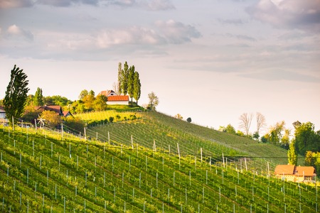 Austria Vineyards Sulztal Leibnitz area south Styria, wine country. Sunny landscape of famous tourist destinationの写真素材
