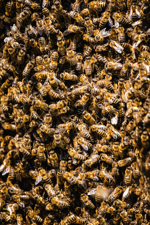 Honeybees swarm around their Queen as she left a beehive.