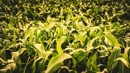 Green field of corn growing. Cultivated field, rows in pattern. Agricultural themed backgroundの写真素材