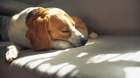 Small hound Beagle dog sleeping at home on the couch on a blanket. Copy spaceの写真素材