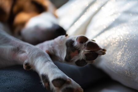 Beagle dog sleeping at home on the couch in sunny room. Paw closeup