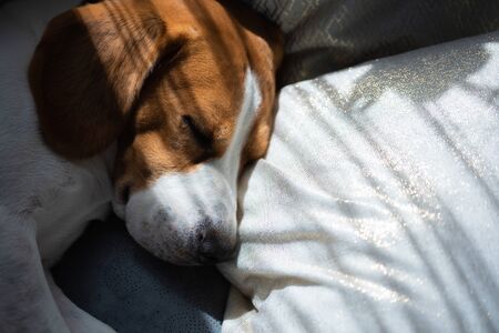 Hound Beagle dog sleeping at home on the couch in sunny room. Copy space backgroundの写真素材