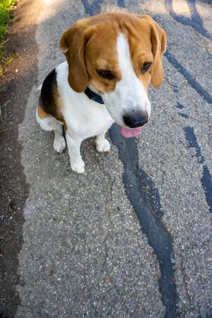 Beautiful beagle dog with tongue out on asphalt view from above , copy space for text on right. Animal background theme.の写真素材
