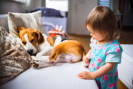 Little baby girl with beagle dog lying on the sofa at home. Concept backgroundの写真素材