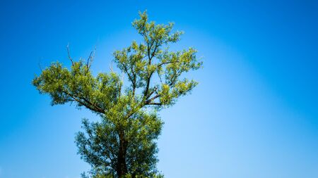 Alone tree on field with Blue clear Sky at summer. Copy space.