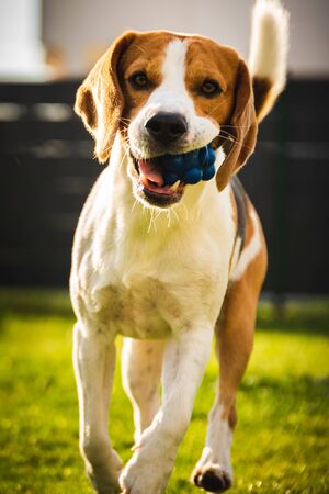 Dog Beagle with long floppy ears on a green meadow during spring, summer runs towards camera with ball. Vertical photo