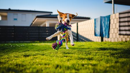 Dog run fun in the garden summer sun with a toy. Back lit sun flare. Dog themed backgroundの写真素材