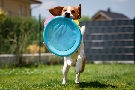 Beagle dog running with a round toy in a garden towards the camera. Summer dayの写真素材