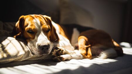 Beagle dog lying down on a sofa resting during summer heat wave. Sun rays coming through window.の写真素材