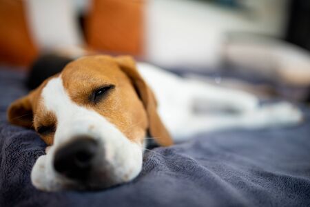 Beagle dog lying down in shade on garden sofa hiding from summer sun . Summer background. Tired of summer heat.の写真素材