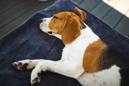 Beagle dog lying down in shade on garden sofa hiding from summer sun . Summer background. Tired of summer heat.の写真素材