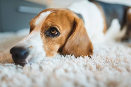 Dog beagle breed at the age of 4 years old, the male sleeps on the floor with head on carpetの写真素材