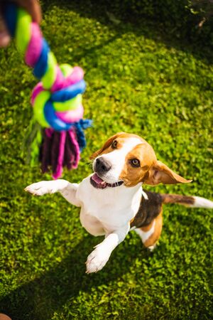 Beagle dog jumping on two feet with mouth open to get a toy . View from aboveの写真素材