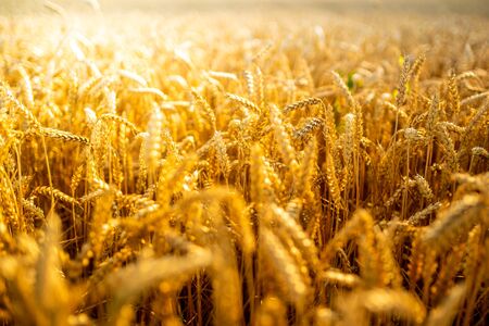 Golden wheat field on sunny summer day day. Agriculture conceptの写真素材