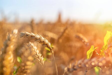 Golden wheat field on sunny summer day day. Agriculture conceptの写真素材