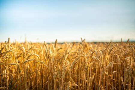 Golden wheat field on sunny summer day day. Agriculture conceptの写真素材