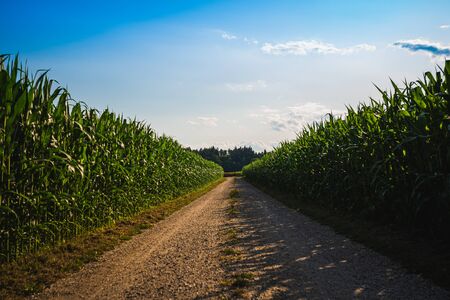 Dirt road through maize fields on countryside. Rural background.