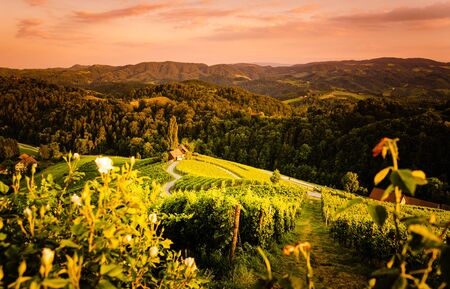 Famous heart shaped street at vineyards in Slovenia close to the border with Austria south styria....