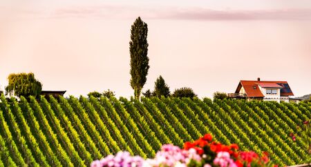 Vineyards in Slovenia close to the border with Austria south styria. tourist destinationの写真素材