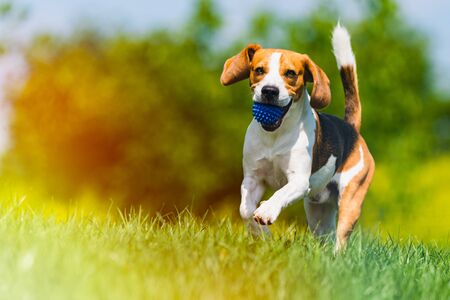 Beagle dog runs through green meadow with a ball. Copy space domestic dog concept. Dog fetching blue ball. Light leak editの写真素材