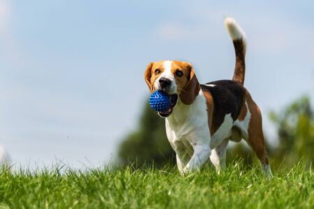 Beagle dog runs through green meadow with a ball. Copy space domestic dog concept. Dog fetching blue ball.の写真素材