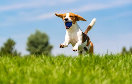 Beagle dog fun in garden outdoors run and jump with ball towards camera. Dog background, copy spaceの写真素材