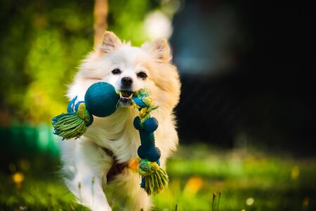 Beautiful white dog - pomeranian german spitz klein fetching a toy running towards camera. Small domestic pet concept.の写真素材