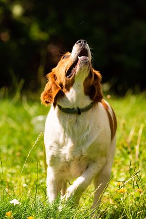Brittany dog in garden outdoors standing on a grass looking up. Dog background.の写真素材
