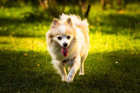 Pomeranian dog german spitz klein in backyard. Small domestic pet concept.の写真素材
