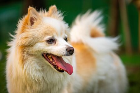 Pomeranian dog with tongue out closeup portrait. Dog in summer backgroundの写真素材