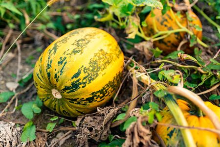 Pumpkin growing on a field closeup. Pumpkin conceptの写真素材