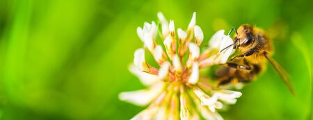Honey bee on white flower while collecting pollen on green blurred background close up macro.
