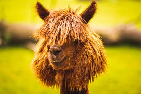 A beautiful young brown Alpaca lama posing for the camera.